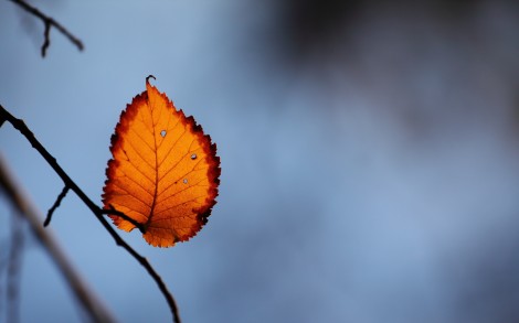 autumn-free-wallpaper-last-autumn-leaf_2560x1600_93130